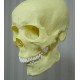 Skull pendant lamp 